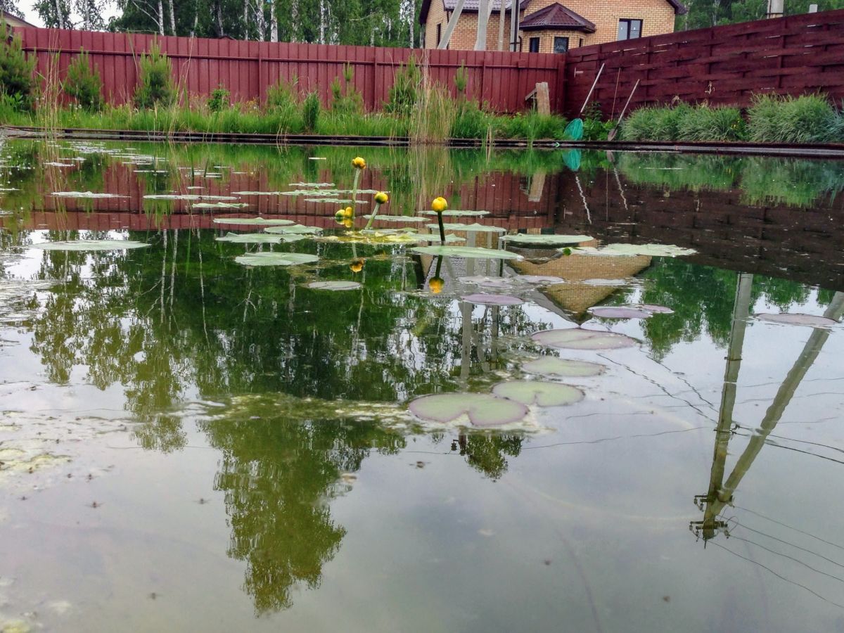 Искусственный пруд с растениями