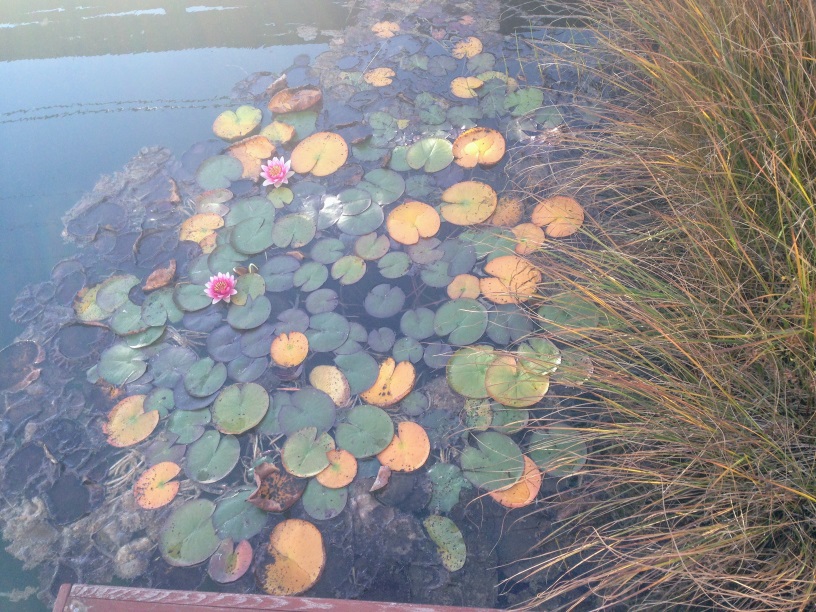 Искусственный пруд