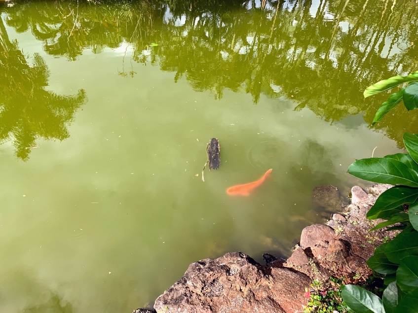 Разведение карпов кои